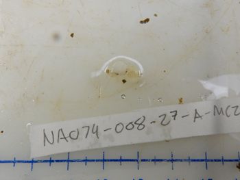 Media type: image;   Malacology 385996